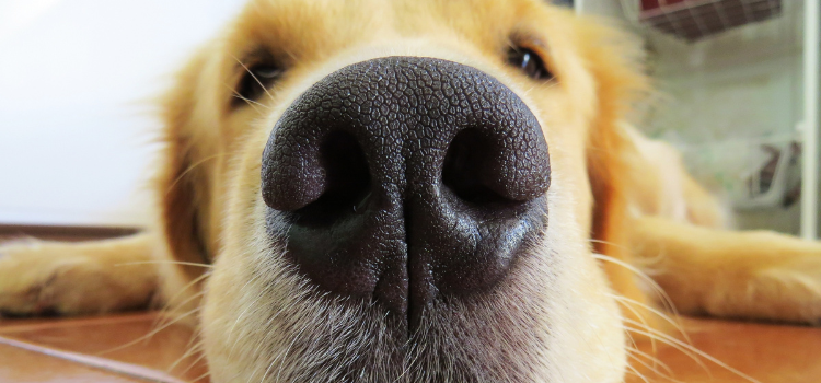 The Dental Dilemma: Pro Tips for Brushing Dog Teeth Without the Struggle